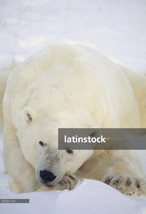 Oso polar (Ursus maritimus) durmiendo en la nieve, Churchill, Manitoba, Canadá