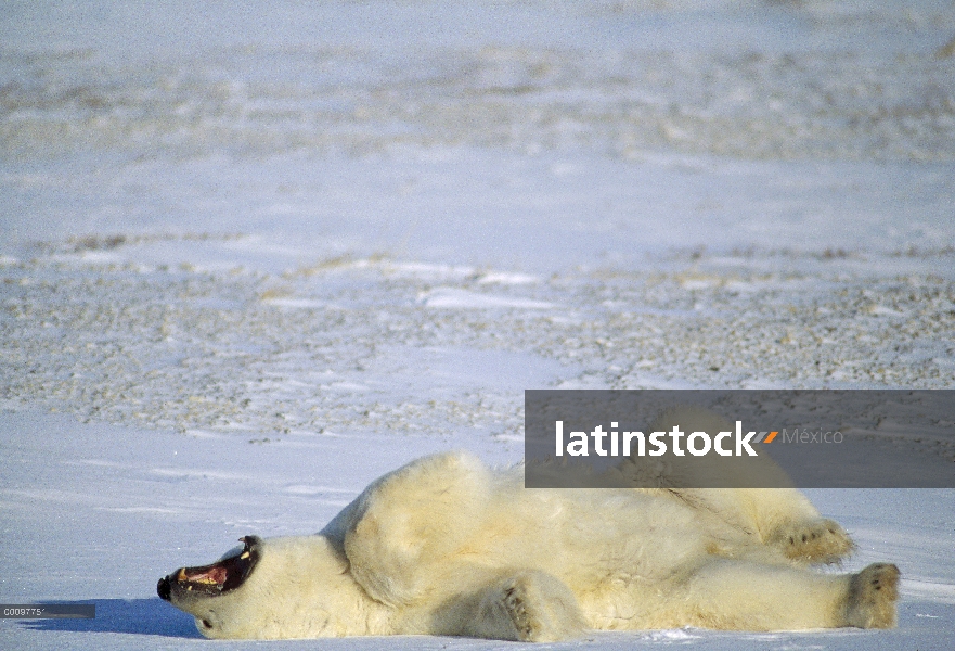 Oso polar (maritimus de Ursus) en nieve, Churchill, Manitoba, Canadá