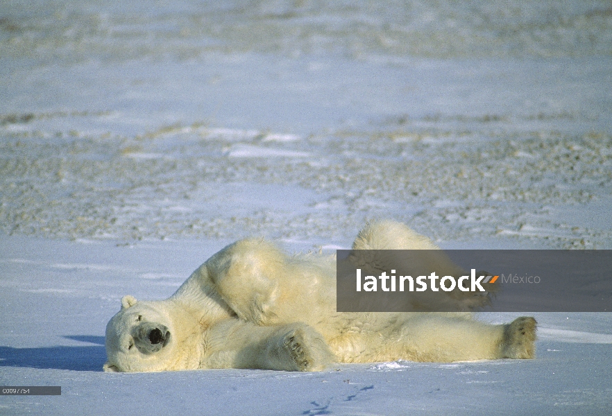 Oso polar (maritimus de Ursus) en nieve, Churchill, Manitoba, Canadá