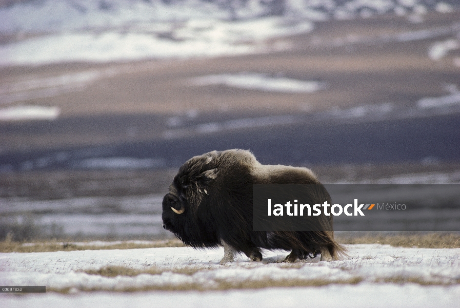 Hombre buey almizclero (Ovibos moschatus) caminando en el campo de nieve viento, Isla Nunivak, Alask