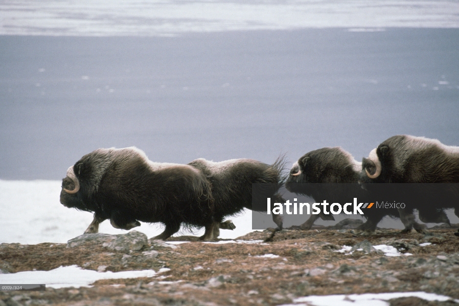 Grupo de buey almizclero (Ovibos moschatus) funcionando, Isla Nunivak, Alaska