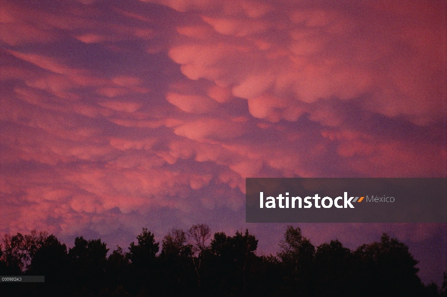 Nubes rosas sobre bosque, Minnesota