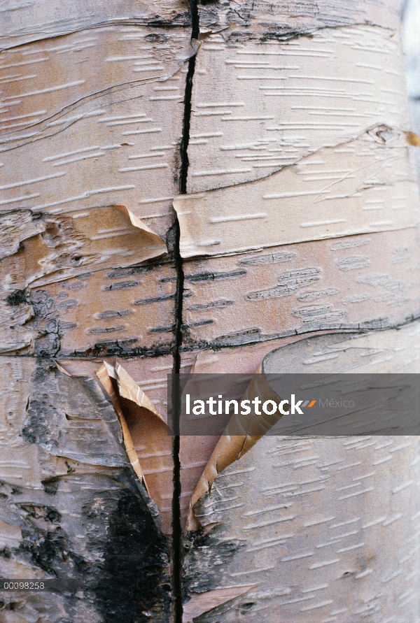 Papel de corteza de abedul (Betula papyrifera), Minnesota