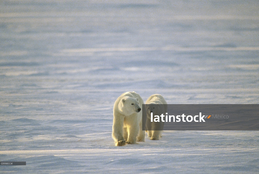 Oso polar (Ursus maritimus) par caminar sobre hielo, Churchill, Manitoba, Canadá