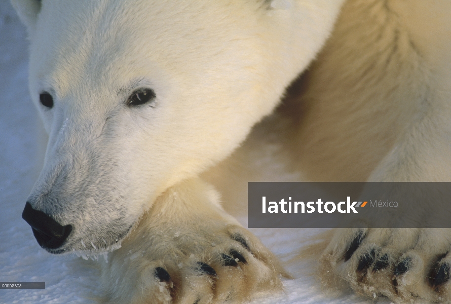 Retrato del oso polar (Ursus maritimus), Churchill, Manitoba, Canadá