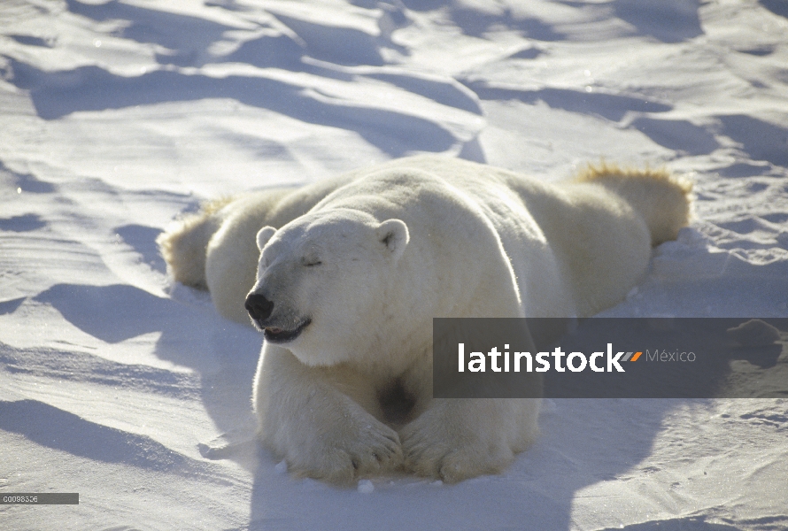 Oso polar (Ursus maritimus), asolearse, Churchill, Manitoba, Canadá