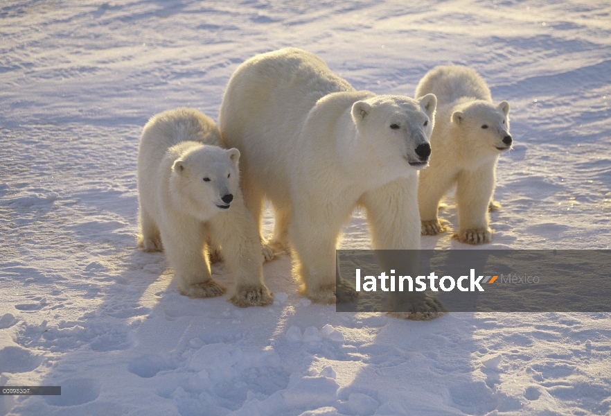 Oso polar (Ursus maritimus) madre y dos cachorros, Churchill, Manitoba, Canadá