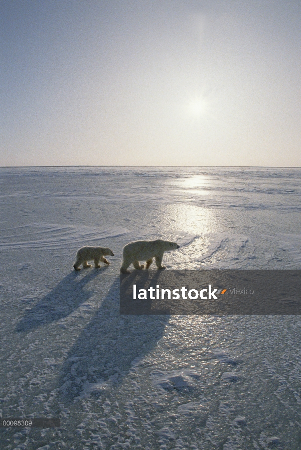 Oso polar (Ursus maritimus) y cachorro cruce de campo de hielo, Churchill, Canadá