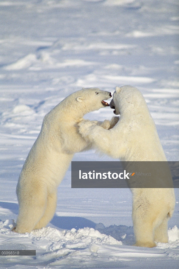 Machos de oso polar (Ursus maritimus) lucha, Churchill, Manitoba, Canadá