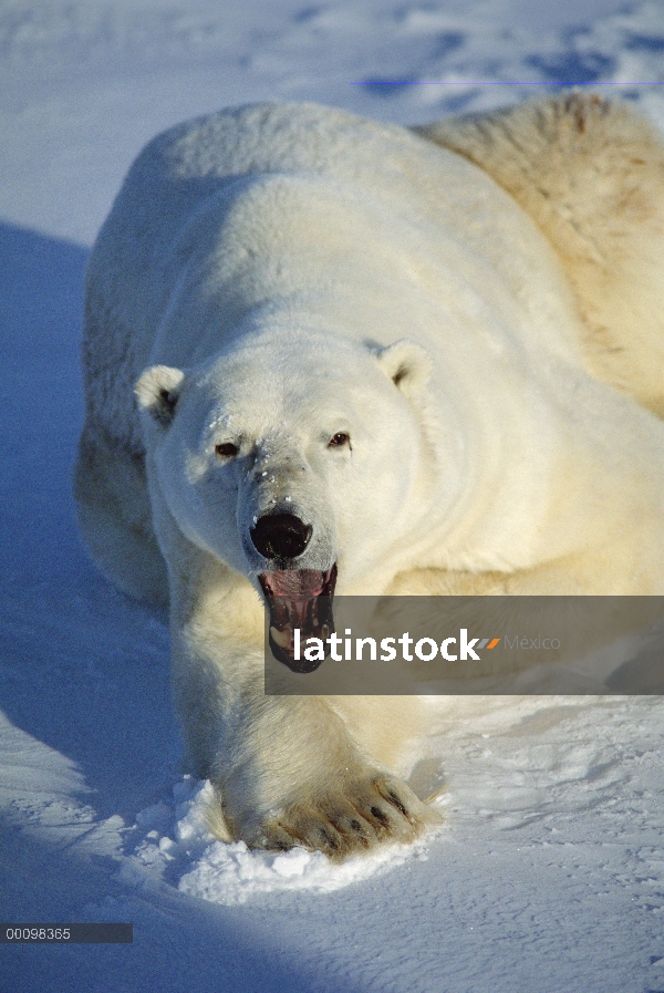 Oso polar (Ursus maritimus), el bostezo, Churchill, Manitoba, Canadá