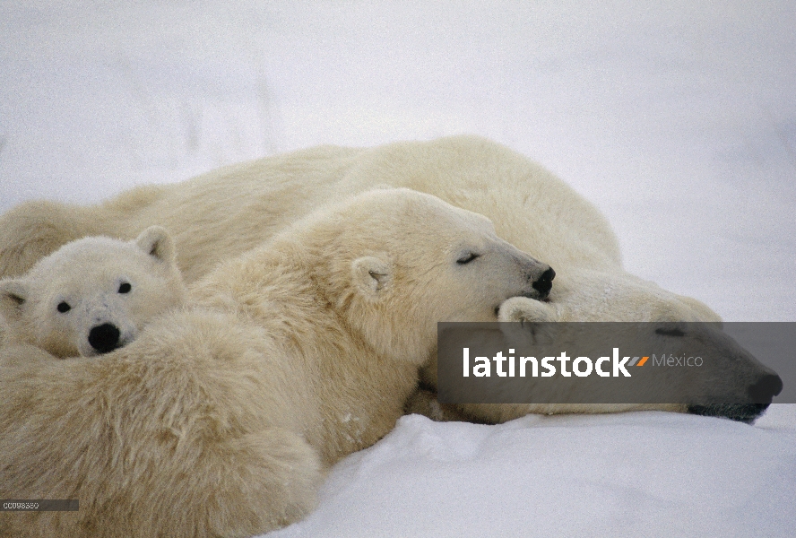 Cachorros y la madre Oso Polar (Ursus maritimus) ubicado junto, Churchill, Manitoba, Canadá