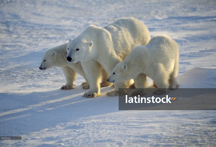 Oso polar (Ursus maritimus) madre y dos cachorros, Churchill, Manitoba, Canadá