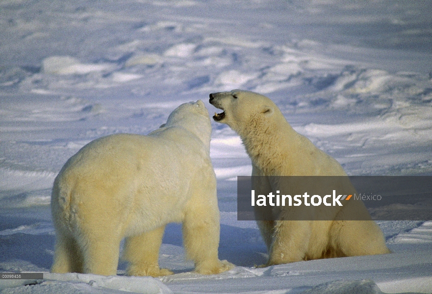 Machos de oso polar (Ursus maritimus) lucha, Churchill, Manitoba, Canadá