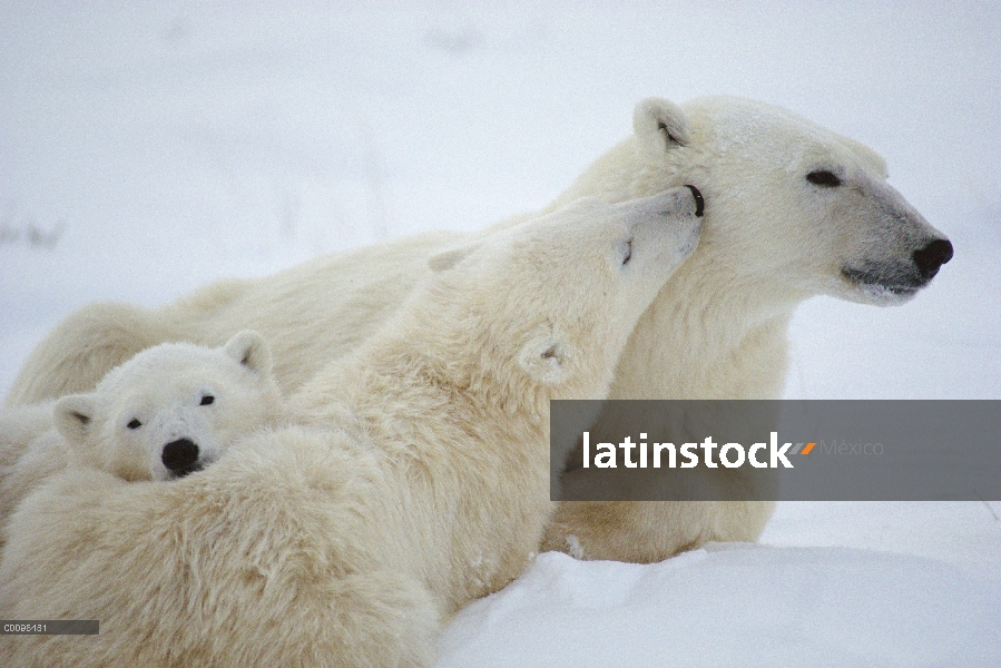 Oso polar (Ursus maritimus) cub madre acariciando, Churchill, Manitoba, Canadá