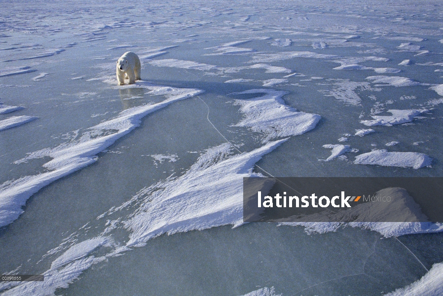 Oso polar (Ursus maritimus) en el campo de hielo, Churchill, Manitoba, Canadá