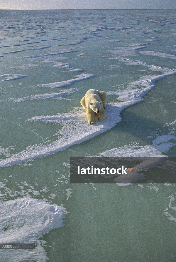 Oso polar (Ursus maritimus) sobre campo de hielo, Churchill, Manitoba, Canadá