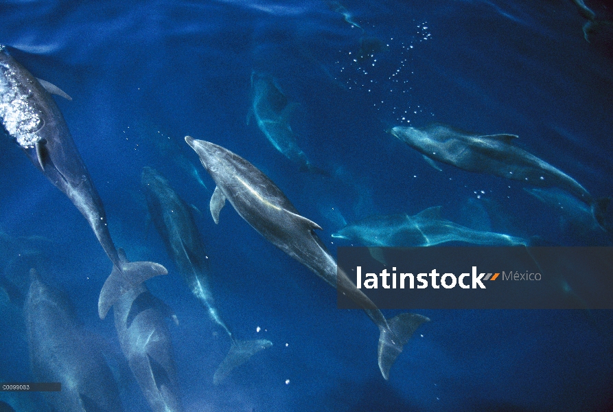 Tonina Delfín (Tursiops truncatus) pod, Islas Galápagos, Ecuador