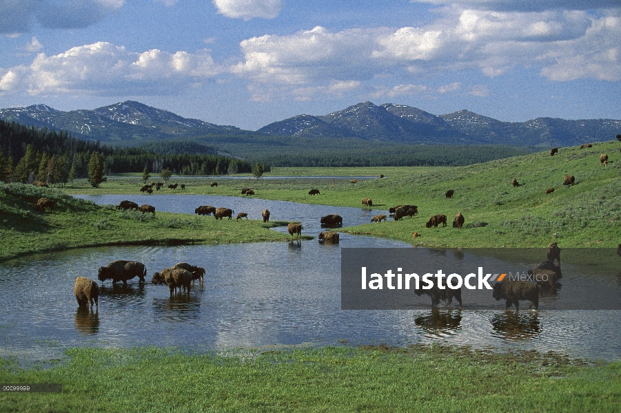 Manada de bisonte americano (bisonte del bisonte) beber del lago, Parque Nacional de Yellowstone, Wy