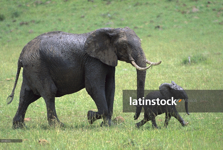 Elefante africano (Loxodonta africana) madre y el becerro, Kenia