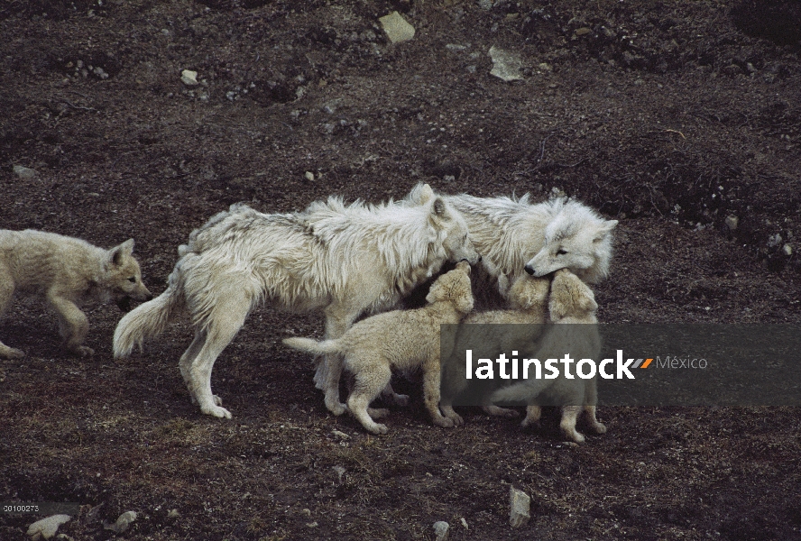 Lobo Ártico (Canis lupus) cachorros mendigando comida, isla de Ellesmere, Nunavut, Canadá