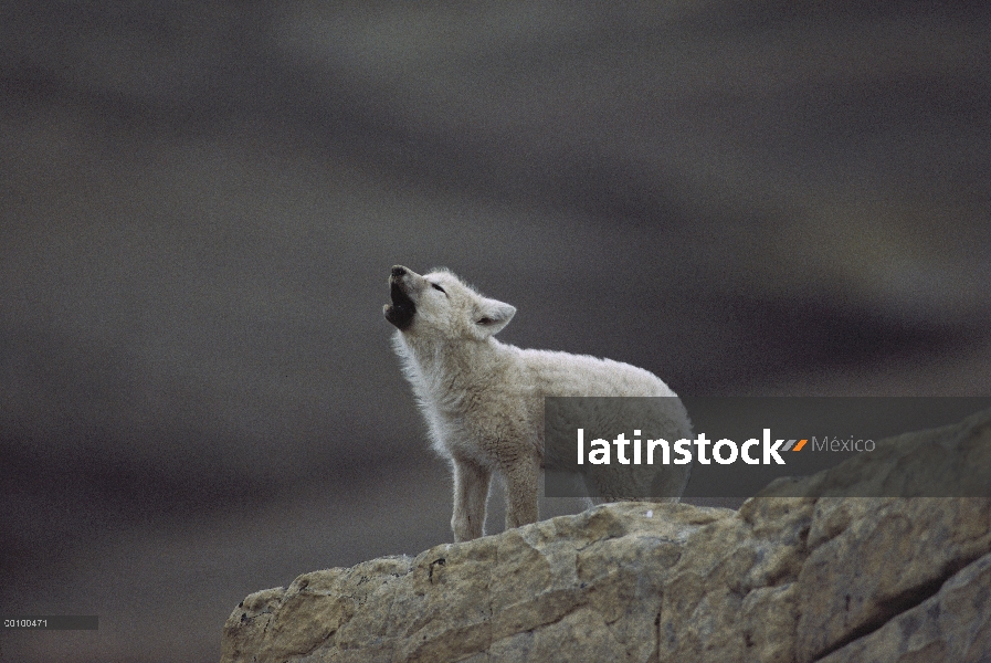 Cachorro de lobo Ártico (Canis lupus) grito, isla de Ellesmere, Nunavut, Canadá