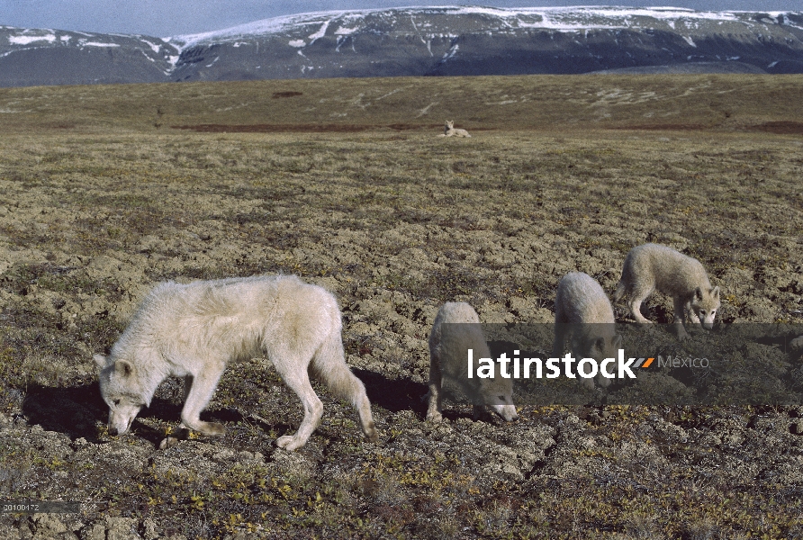 Macho juvenil de lobo Ártico (Canis lupus) canguro PUP, isla de Ellesmere, Nunavut, Canadá