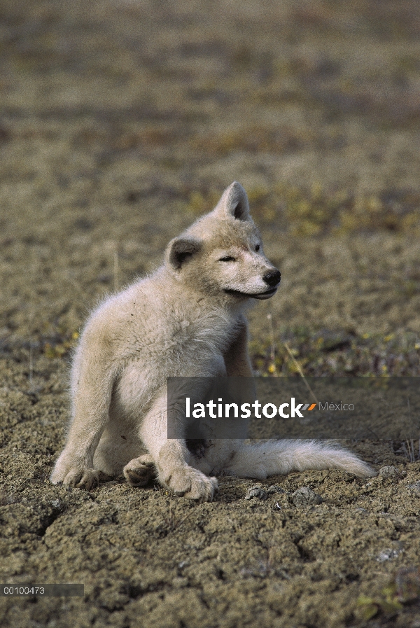 Cachorro de lobo Ártico (Canis lupus), rascarse a sí mismo, isla de Ellesmere, Nunavut, Canadá