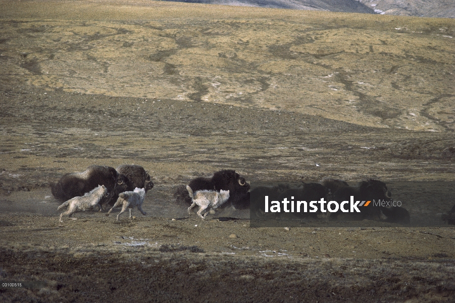 Paquete de lobo Ártico (Canis lupus) que caza en manada de buey almizclero (Ovibos moschatus), isla 