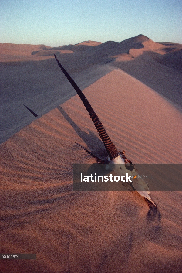 Cráneo de Gemsbok (Oryx gazella) en desierto de Namib, Namibia