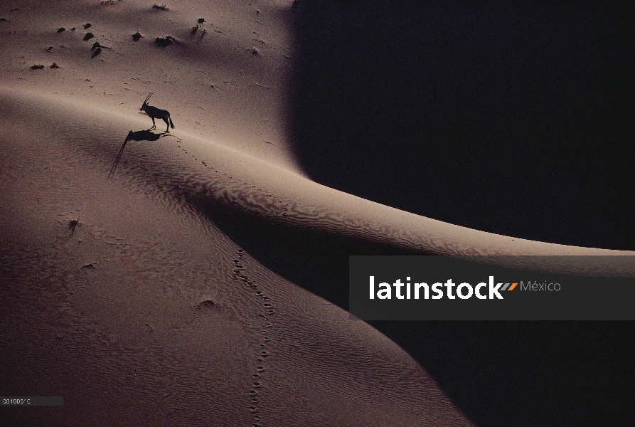 Gemsbok (Oryx gazella) en dunas de arena, desierto de Namib, Namibia