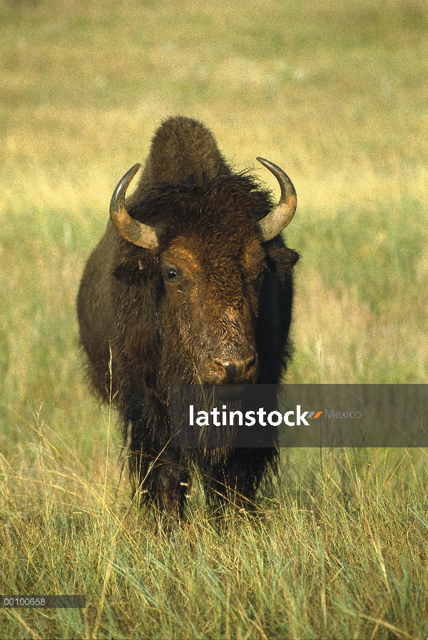 Hembra de bisonte americano (bisonte del bisonte) en pradera, Dakota del sur