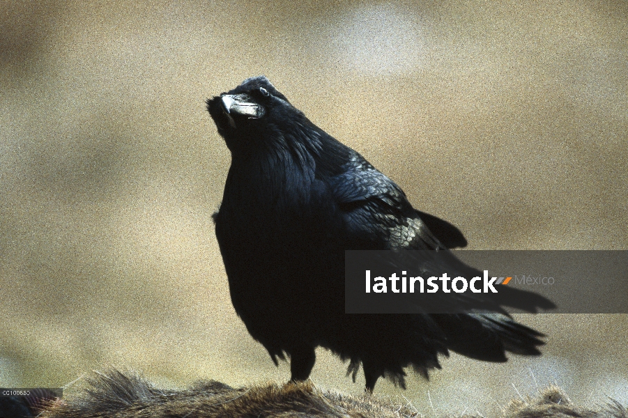 Cuervo común (Corvus corax) con pie cabeza amartillada en canal de ciervos, Minnesota