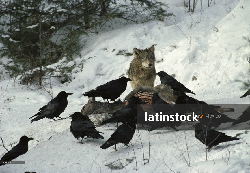 Lobo (Canis lupus) y Raven común (corax de Corvus) del grupo alimentación en el canal de ciervos en 