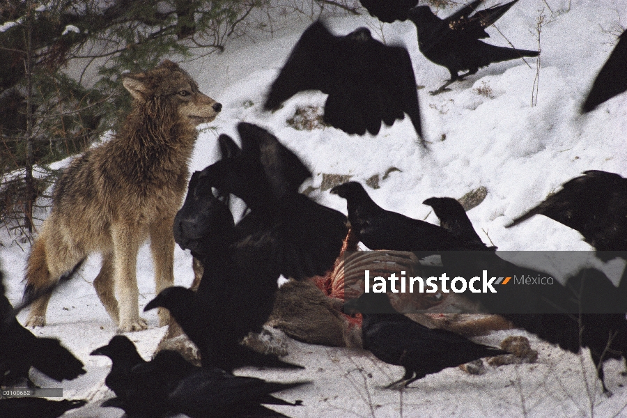 Lobo (Canis lupus) y Raven común (corax de Corvus) del grupo alimentación en el canal de ciervos en 