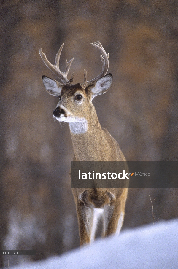 Venado de cola blanca (Odocoileus virginianus) buck, Minnesota