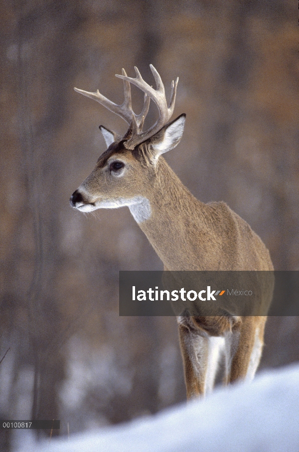 Venado de cola blanca (Odocoileus virginianus) buck, Minnesota