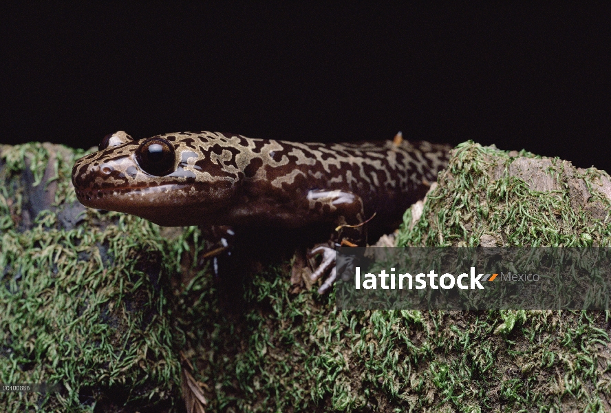 Salamandra gigante Pacífico (Dicamptodon ensatus) en la roca musgo, central California