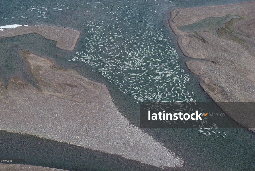 La ballena beluga (Delphinapterus leucas), cientos de nadan y mudan en agua dulce aguas poco profund