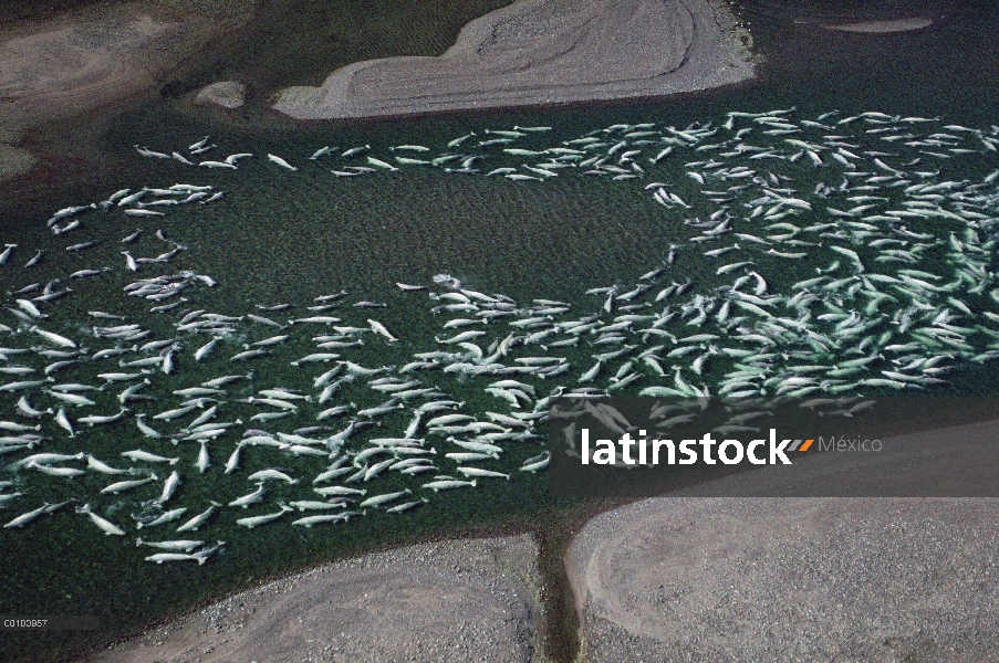 Beluga (Delphinapterus leucas) cientos nadar y mudar en agua dulce aguas poco profundas, territorios