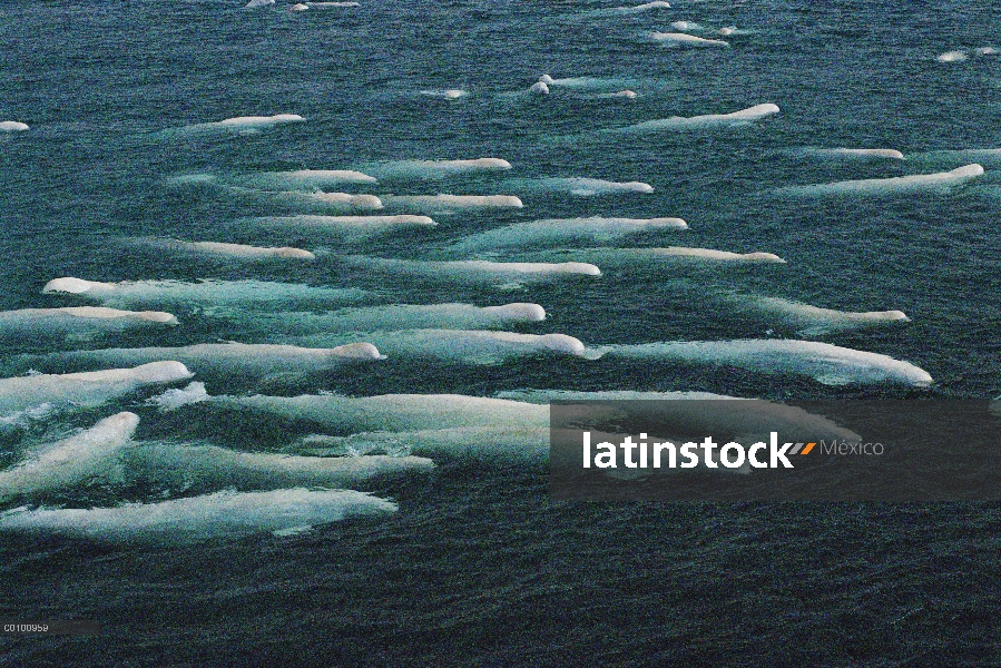 Beluga (Delphinapterus leucas) grupo natación y mudar, Cunningham entrada aguas, territorios del nor