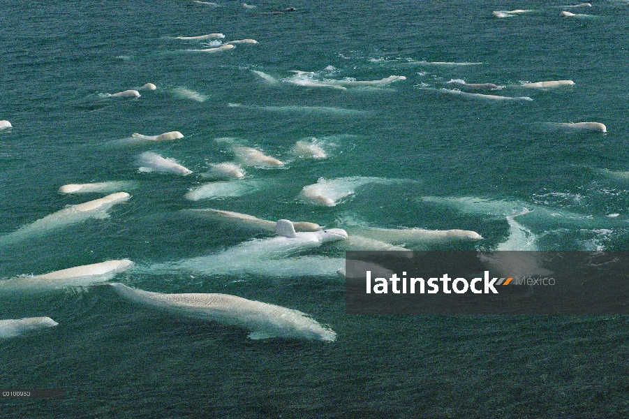 Beluga (Delphinapterus leucas) grupo natación y mudar, Cunningham entrada aguas, territorios del nor