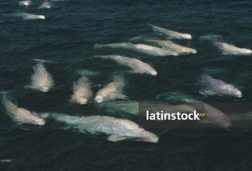 Ballena Beluga (Delphinapterus leucas), grupo de emergencia, entrada de Cunningham, territorios del 