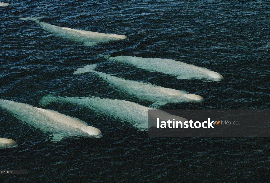 Beluga (Delphinapterus leucas) grupo natación y mudar, Cunningham entrada aguas, territorios del nor