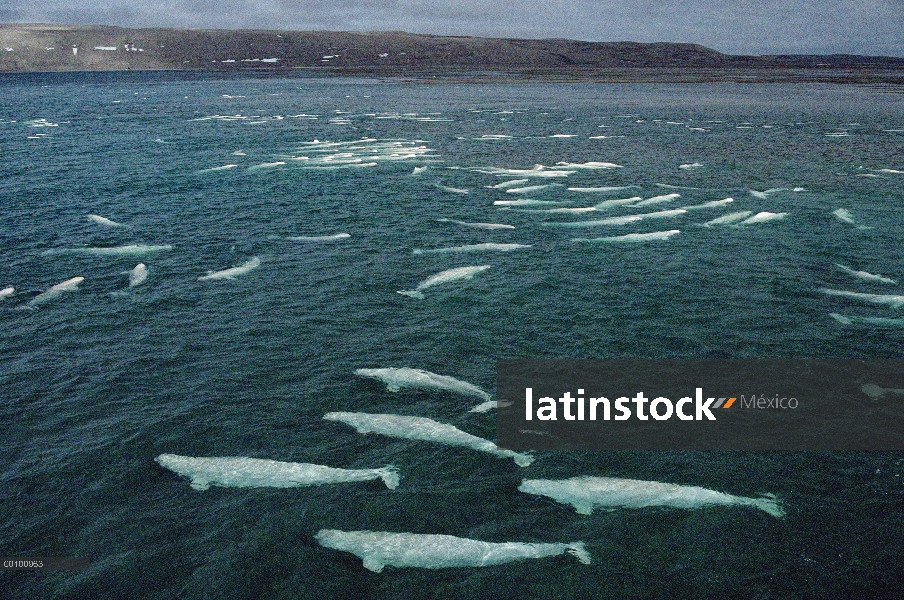 Beluga (Delphinapterus leucas) grupo natación y mudar, Cunningham entrada aguas, territorios del nor