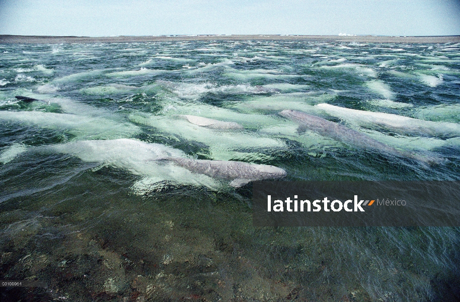 Vaina de la beluga (Delphinapterus leucas) natación y muda en aguas de agua dulce, isla de Somerset,