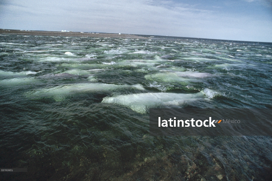 La ballena beluga (Delphinapterus leucas), grupo natación y muda en aguas de agua dulce, isla de Som