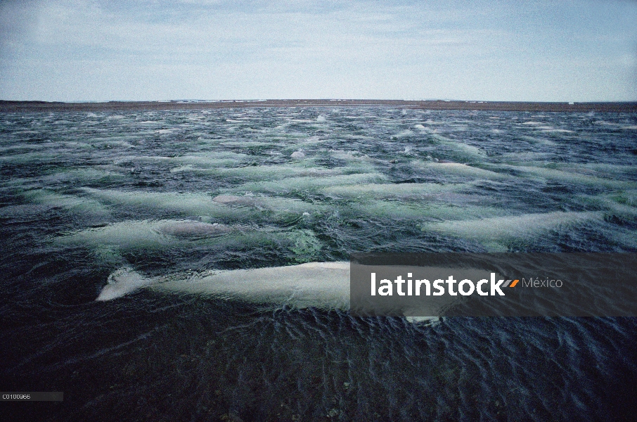 La ballena beluga (Delphinapterus leucas), cientos de nadan y mudan en agua dulce aguas poco profund