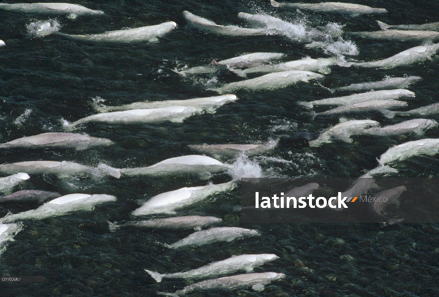 La ballena beluga (Delphinapterus leucas), grupo natación y muda en aguas de agua dulce, isla de Som