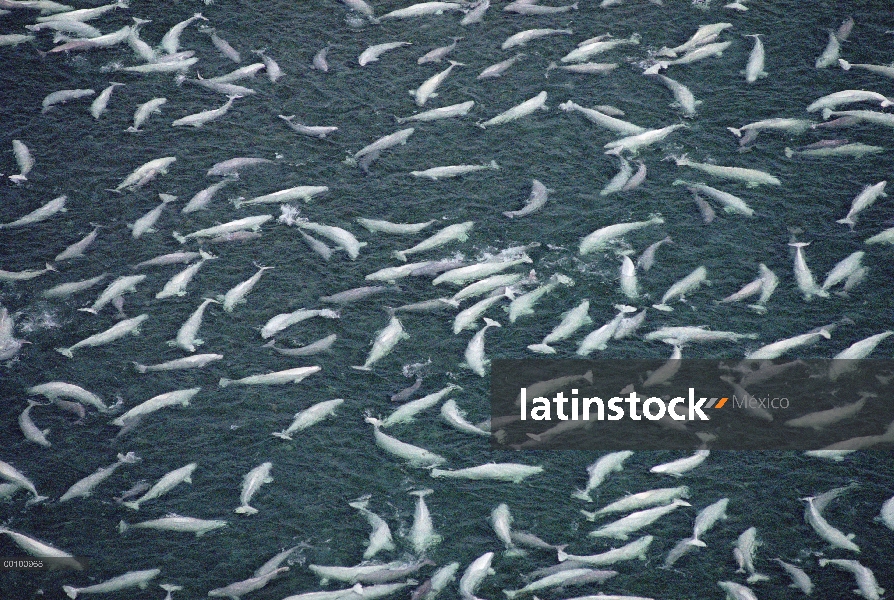 La ballena beluga (Delphinapterus leucas), cientos de nadan y mudan en agua dulce aguas poco profund