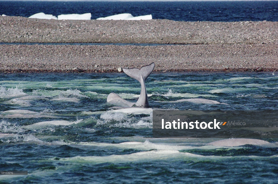 Grupo de Beluga (Delphinapterus leucas) de river boca, territorios del noroeste, Canadá